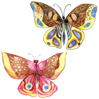 Egzotik kelebek vahşi böcek izole bir suluboya tarzında.