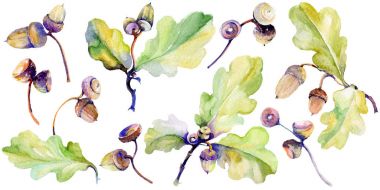 Orman meşe palamudu izole bir elle çizilmiş suluboya tarzında.