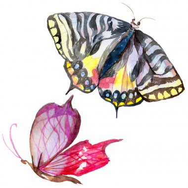 Egzotik kelebek vahşi böcek izole bir suluboya tarzında.