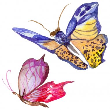 Egzotik kelebek vahşi böcek izole bir suluboya tarzında.