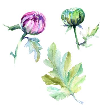 Kır çiçeği Kasımpatı çiçeği izole bir suluboya tarzında.