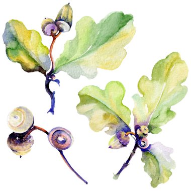 Orman meşe palamudu izole bir elle çizilmiş suluboya tarzında.