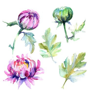 Kır çiçeği Kasımpatı çiçeği izole bir suluboya tarzında.