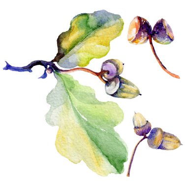 Orman meşe palamudu izole bir elle çizilmiş suluboya tarzında.