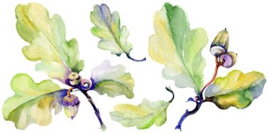 Orman meşe palamudu izole bir elle çizilmiş suluboya tarzında.