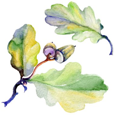 Orman meşe palamudu izole bir elle çizilmiş suluboya tarzında.