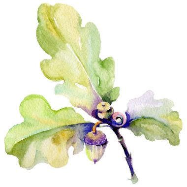 Orman meşe palamudu izole bir elle çizilmiş suluboya tarzında.