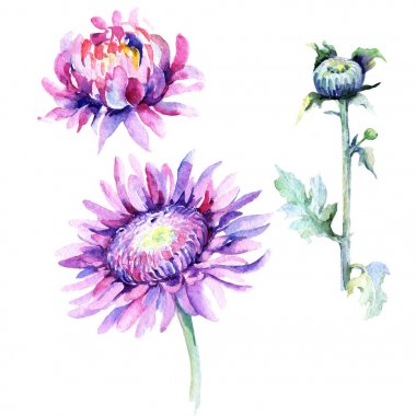 Kır çiçeği Kasımpatı çiçeği izole bir suluboya tarzında.