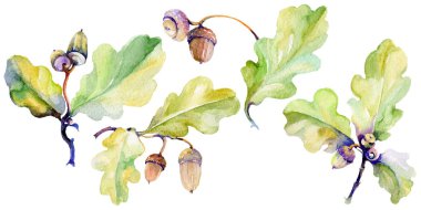 Orman meşe palamudu izole bir elle çizilmiş suluboya tarzında.