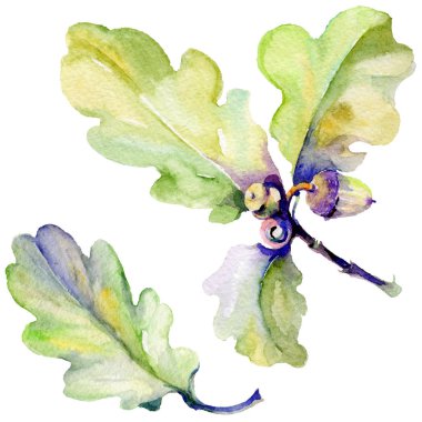 Orman meşe palamudu izole bir elle çizilmiş suluboya tarzında.