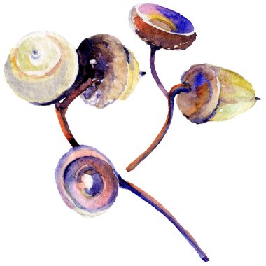 Orman meşe palamudu izole bir elle çizilmiş suluboya tarzında.