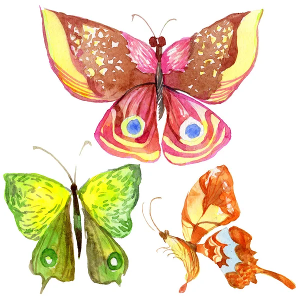 Exotiska fjäril vilda insekt i akvarell stil isolerade. — Stockfoto