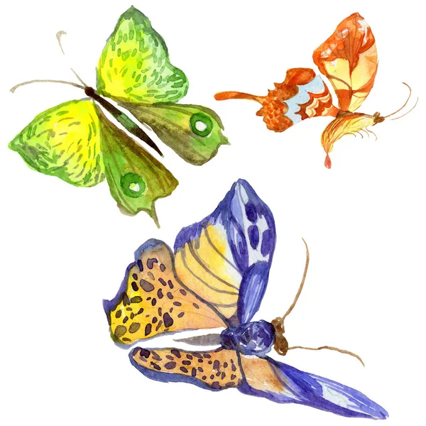 Exotic butterfly wild insect in a watercolor style isolated. — Stock Photo, Image