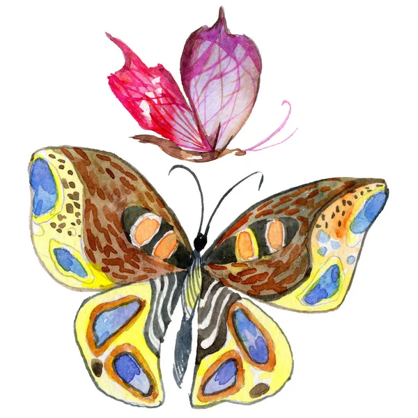 Exotic butterfly wild insect in a watercolor style isolated. — Stock Photo, Image