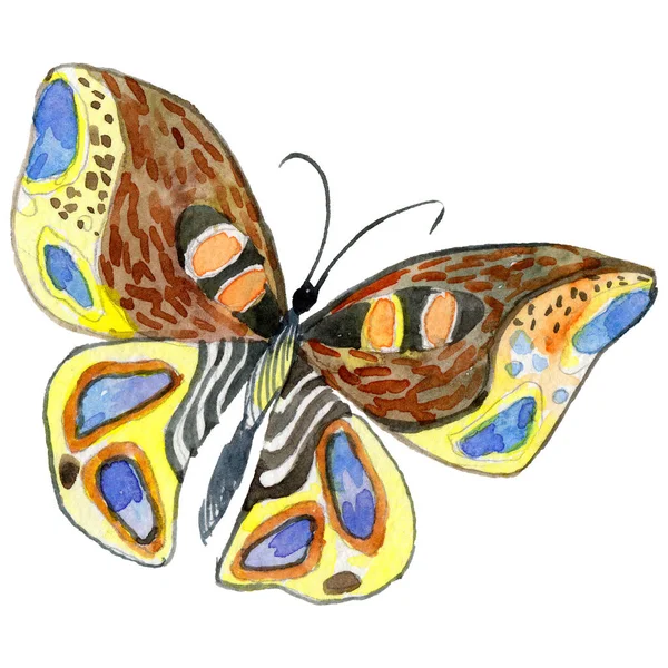 Exotic butterfly wild insect in a watercolor style isolated. — Stock Photo, Image