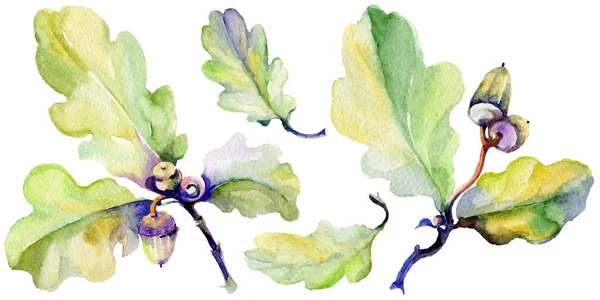 Orman meşe palamudu izole bir elle çizilmiş suluboya tarzında.