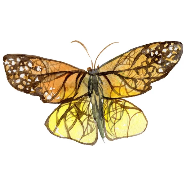 Exotic butterfly wild insect in a watercolor style isolated. — Stock Photo, Image