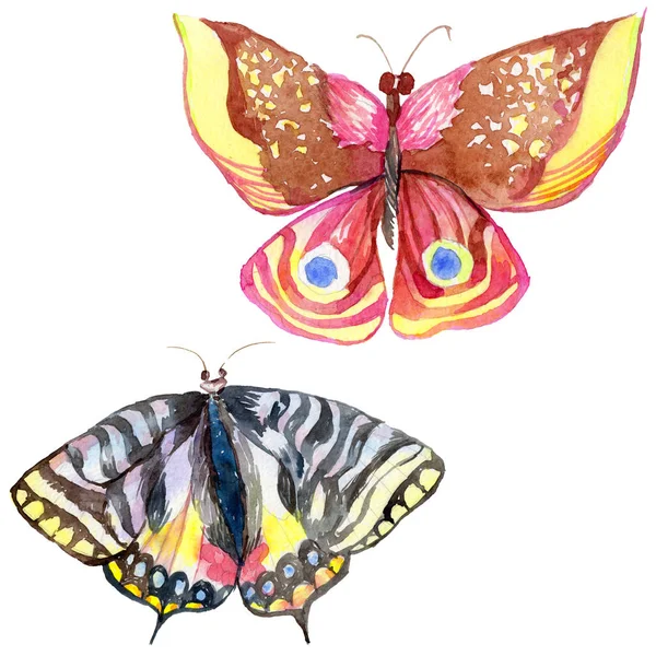 Insetto selvatico farfalla esotica in stile acquerello isolato . — Foto Stock