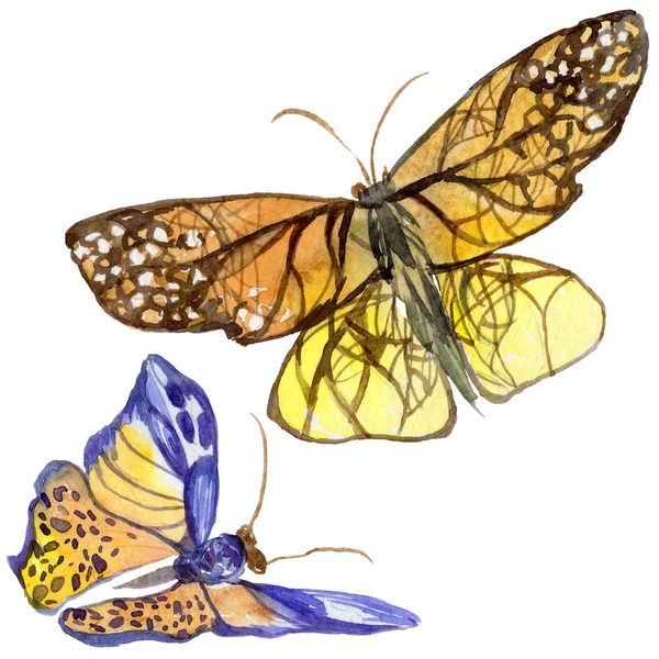 Insetto selvatico farfalla esotica in stile acquerello isolato . — Foto Stock