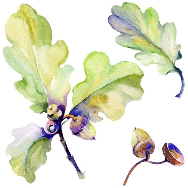 Orman meşe palamudu izole bir elle çizilmiş suluboya tarzında.