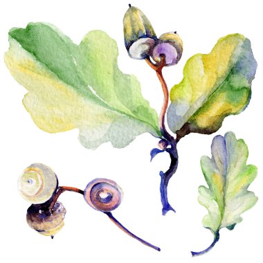 Orman meşe palamudu izole bir elle çizilmiş suluboya tarzında.