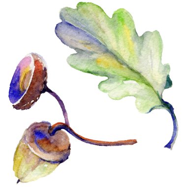 Orman meşe palamudu izole bir elle çizilmiş suluboya tarzında.