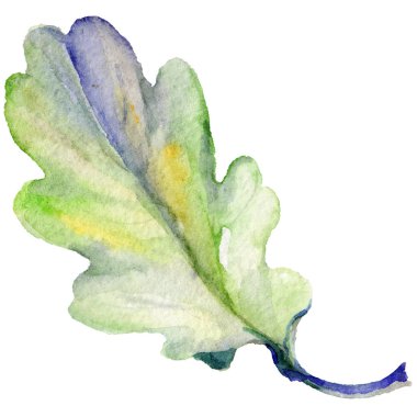 Orman meşe palamudu izole bir elle çizilmiş suluboya tarzında.