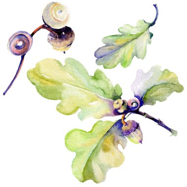 Orman meşe palamudu izole bir elle çizilmiş suluboya tarzında.