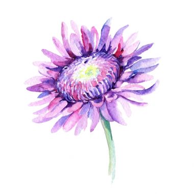 Kır çiçeği Kasımpatı çiçeği izole bir suluboya tarzında.