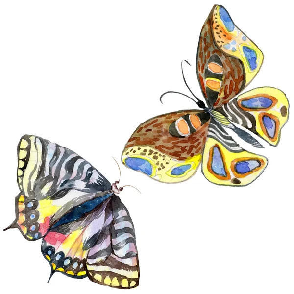 Екзотичні метелики дикі комахи в акварельному стилі ізольовані . — стокове фото