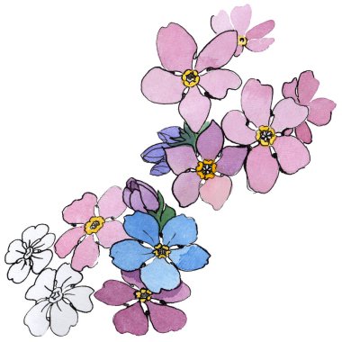 Kır çiçeği unutma çiçek izole bir suluboya tarzında.