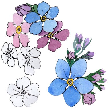 Kır çiçeği unutma çiçek izole bir suluboya tarzında.