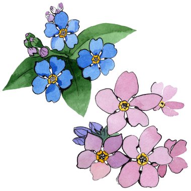 Kır çiçeği unutma çiçek izole bir suluboya tarzında.