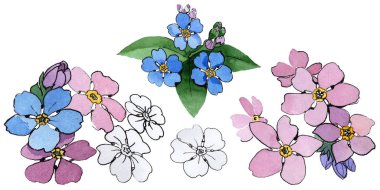 Kır çiçeği unutma çiçek izole bir suluboya tarzında.