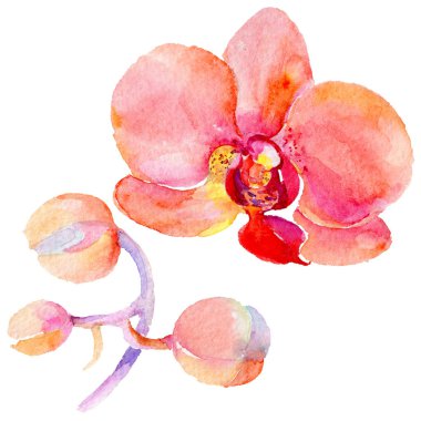 Kır çiçeği orkide çiçek izole bir suluboya tarzında.
