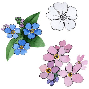 Kır çiçeği unutma çiçek izole bir suluboya tarzında.