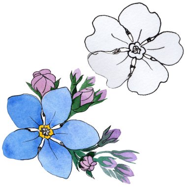 Kır çiçeği unutma çiçek izole bir suluboya tarzında.