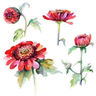 Kır çiçeği aster çiçek izole bir suluboya tarzında.