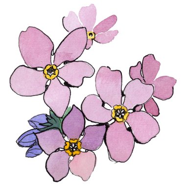 Kır çiçeği unutma çiçek izole bir suluboya tarzında.