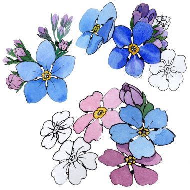 Kır çiçeği unutma çiçek izole bir suluboya tarzında.