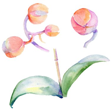 Kır çiçeği orkide çiçek izole bir suluboya tarzında.