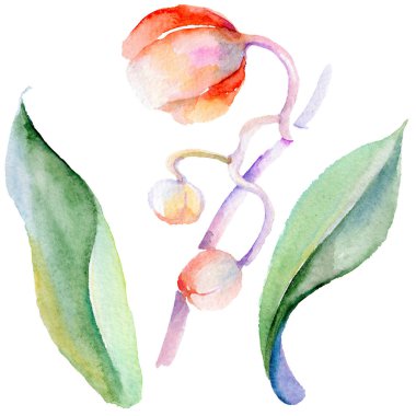 Kır çiçeği orkide çiçek izole bir suluboya tarzında.