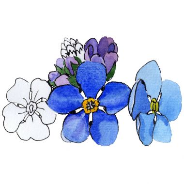 Kır çiçeği unutma çiçek izole bir suluboya tarzında.