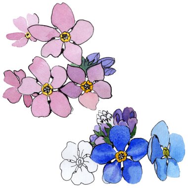 Kır çiçeği unutma çiçek izole bir suluboya tarzında.