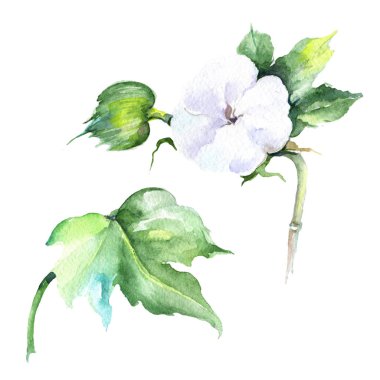 Kır çiçeği eustama çiçek izole bir suluboya tarzında.