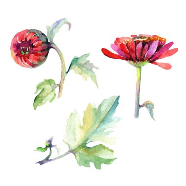 Kır çiçeği aster çiçek izole bir suluboya tarzında.