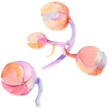 Kır çiçeği orkide çiçek izole bir suluboya tarzında.