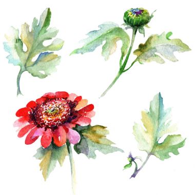 Kır çiçeği aster çiçek izole bir suluboya tarzında.