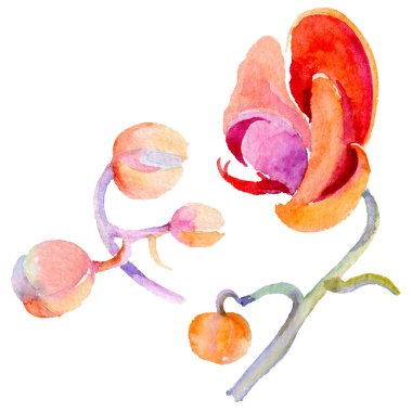 Kır çiçeği orkide çiçek izole bir suluboya tarzında.