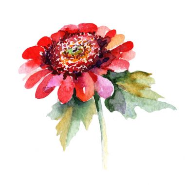 Kır çiçeği aster çiçek izole bir suluboya tarzında.